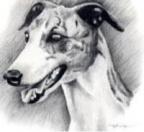 Avatar di whippet